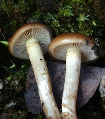Pholiota castanea