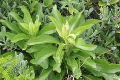 Solidago azorica