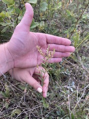 Lespedeza leptostachya