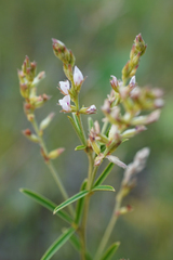 Lespedeza leptostachya