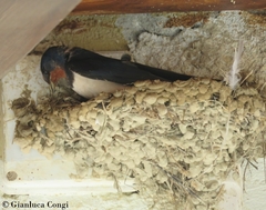 Hirundo rustica
