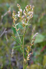 Lespedeza leptostachya
