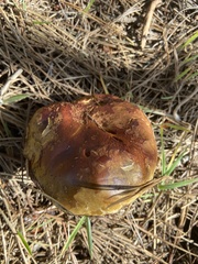 Boletus edulis grandedulis