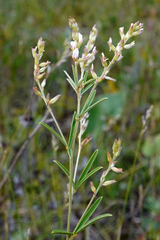 Lespedeza leptostachya