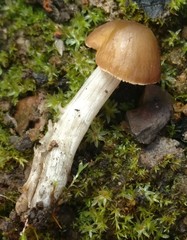 Celluloderma
