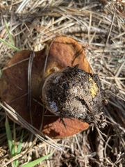 Boletus edulis grandedulis