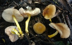 Pluteus austrofulvus