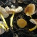 Pluteus austrofulvus - Photo (c) Jacob Kalichman, some rights reserved (CC BY-NC), uploaded by Jacob Kalichman