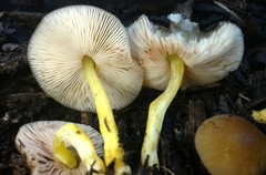 Pluteus austrofulvus