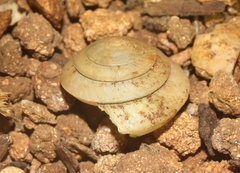 Helicina convexa