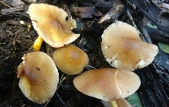 Pluteus austrofulvus