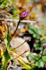 Allium dichlamydeum