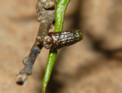 Amphibolips ellipsoidalis