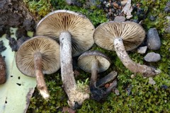 Lyophyllum anthracophilum