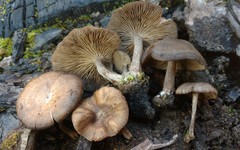 Lyophyllum anthracophilum