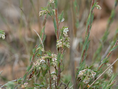 Leucopogon glacialis
