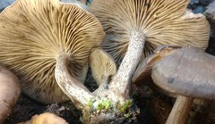 Lyophyllum anthracophilum