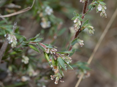 Leucopogon glacialis