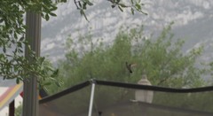 Trochilidae