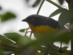 Anisognathus melanogenys