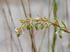 Leucopogon glacialis