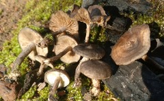 Lyophyllum anthracophilum