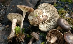 Lyophyllum anthracophilum