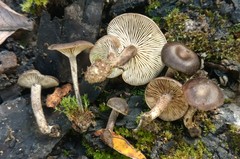 Lyophyllum anthracophilum