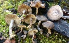 Lyophyllum anthracophilum