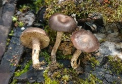 Lyophyllum anthracophilum
