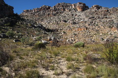 Leucadendron glaberrimum glaberrimum