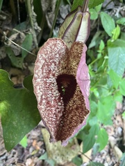 Aristolochia gorgona image