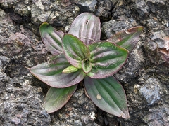 Plantago subnuda