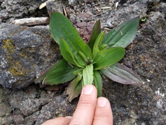 Plantago subnuda