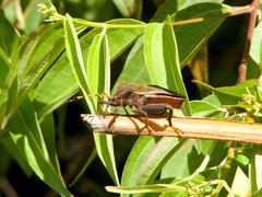 Pachylis peramplus