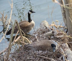Branta canadensis