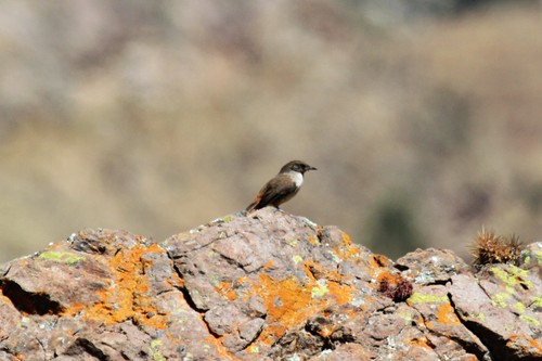 Dark-winged Canastero (Asthenes arequipae), photo 10