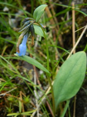Mertensia longiflora