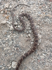 Mastigodryas pulchriceps