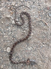 Mastigodryas pulchriceps