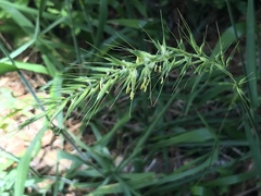 Elymus californicus
