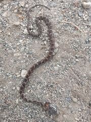 Mastigodryas pulchriceps