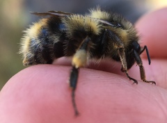Bombus sitkensis
