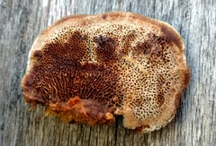 Gloeophyllum trabeum