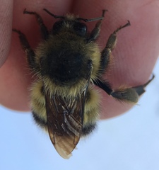 Bombus sitkensis