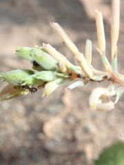 Myrmecocystus hammettensis