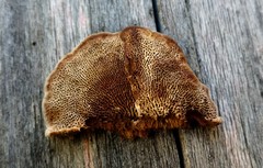 Gloeophyllum trabeum