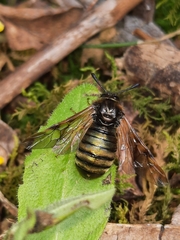 Abia lonicerae