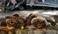 Gloeophyllum trabeum