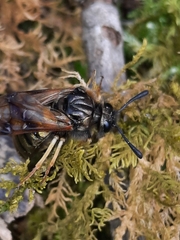 Abia lonicerae